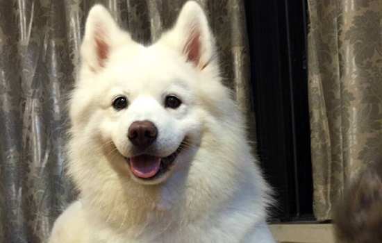 美国爱斯基摩犬的价格 美国爱斯基摩犬价格