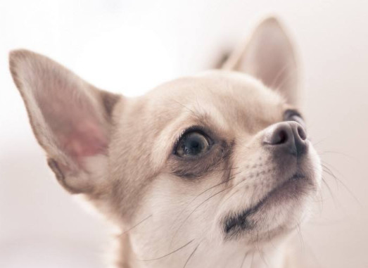 吉娃娃哪里买 购买吉娃娃狗狗的方法