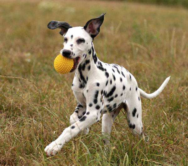 白色斑点狗多少钱 白色斑点狗多少钱一只