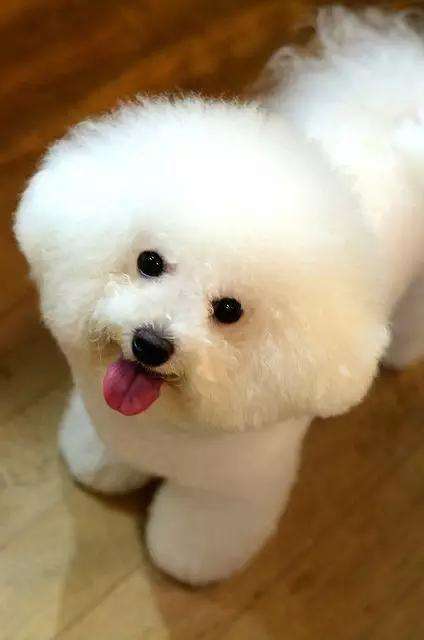 纯种比熊犬多少钱一只 纯种比熊犬一般多少钱