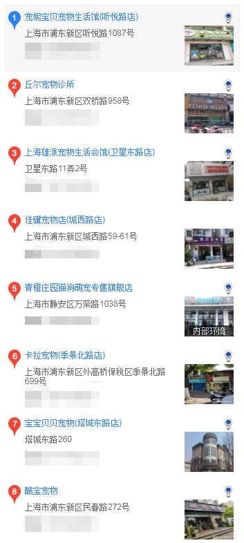 上海买松狮 上海什么地方买松狮