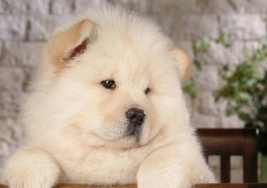 上海买松狮 上海什么地方买松狮