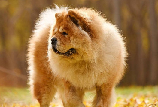 太原买松狮幼犬 太原怎么买松狮幼犬