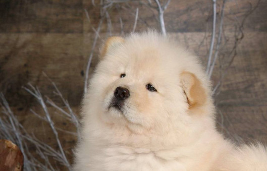 南京哪儿买松狮 南京买松狮的地方