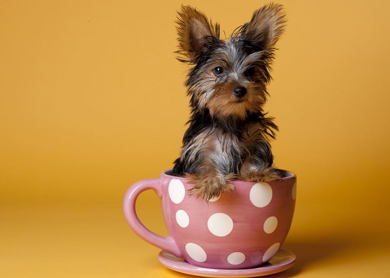 茶杯犬的价格 茶杯的价格