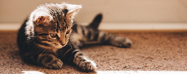 猫怎么能看出来怀孕了 怎么能看出来猫怀孕没