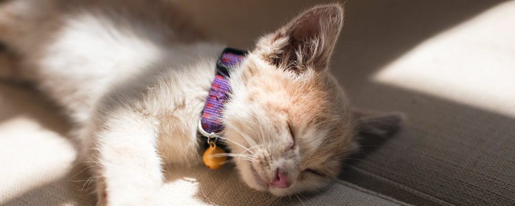 猫怀孕的表现 猫怀孕的表现怀孕初期