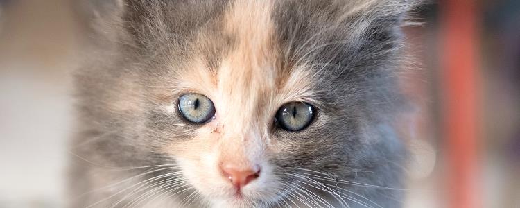 猫怀孕会掉毛吗？ 怀孕猫掉毛厉害怎么办