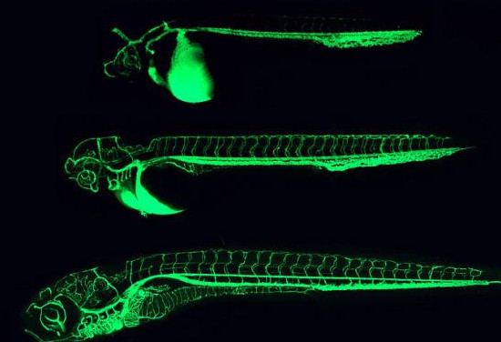 荧光斑马鱼 荧光斑马鱼是什么鱼