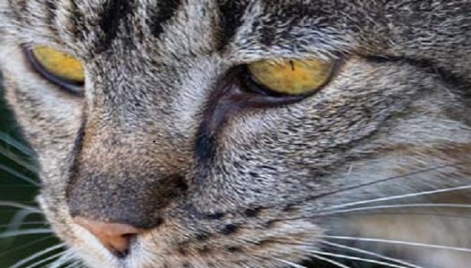 猫咪疯的前兆是什么 疯猫病的前兆