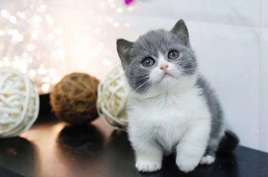 英短母猫多大可以配种 英短母猫一岁半配种最好