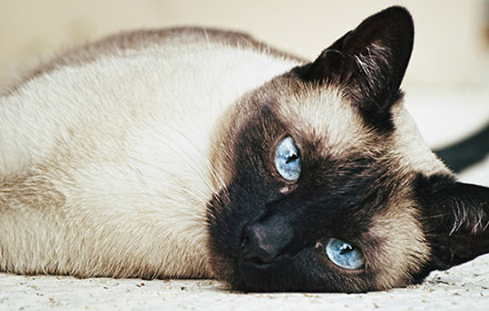 暹罗猫多久适应新主人 暹罗猫三四天适应新主人