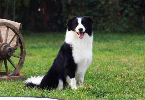 边境牧羊犬掉毛怎么办 边牧掉毛解决方法