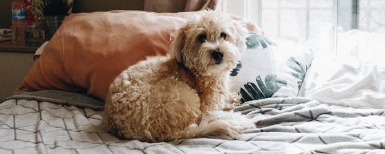 小狗喜欢咬鞋子怎么办 为什么小狗喜欢咬鞋子