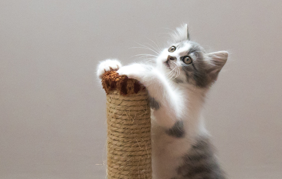 成年猫一天吃多少猫粮 成年猫一天吃多少猫粮合适