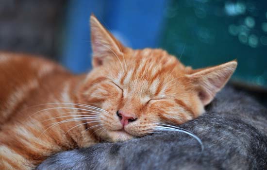 为什么猫喜欢挨人睡觉 猫喜欢挨人睡觉的原因