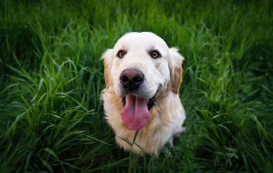 金毛扑人是表达什么 金毛扑人的目的