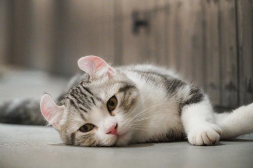 小猫吐了没精神怎么办 首先要了解原因