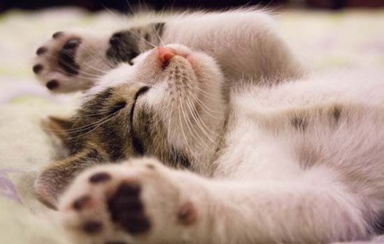猫的丁丁为什么会出来 猫为什么露丁丁