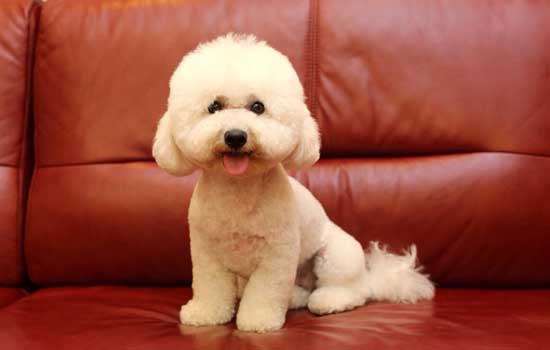 泰迪牙齿掉了怎么办 泰迪掉了牙齿解决办法