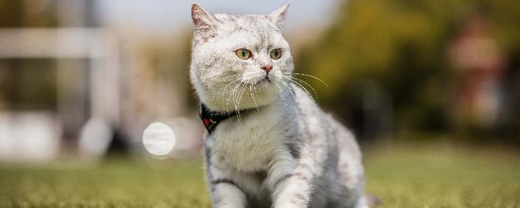 猫薄荷能吃吗 猫薄荷能干什么