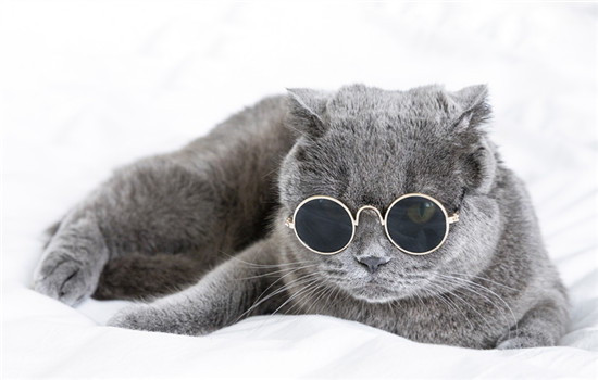 英短和蓝猫是一个品种吗 英短和蓝猫不是一个品种