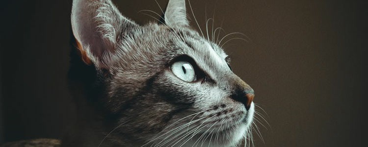 猫薄荷能一直让猫闻吗 猫薄荷能一直给猫吗
