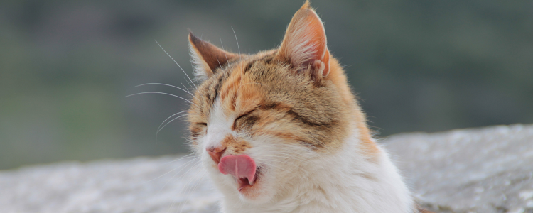 猫薄荷可以给猫吃吗 猫薄荷给猫吃有什么影响