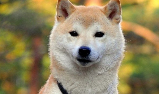 秋田犬为什么不能养 秋田不能养的原因