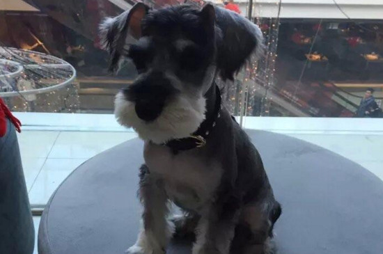 雪纳瑞需要剃胎毛吗 雪纳瑞不需要剃胎毛