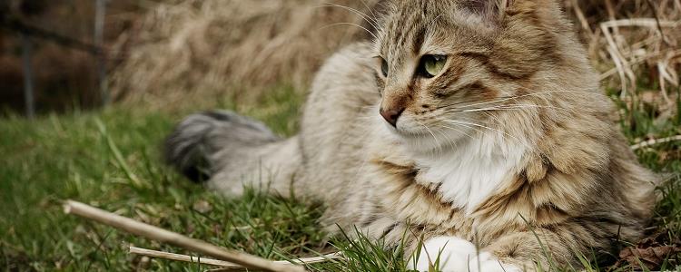 猫薄荷用多了猫会吐吗 吸了猫薄荷第二天猫吐了