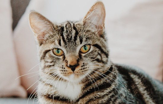 猫用猫薄荷的表现 猫用猫薄荷会有什么反应