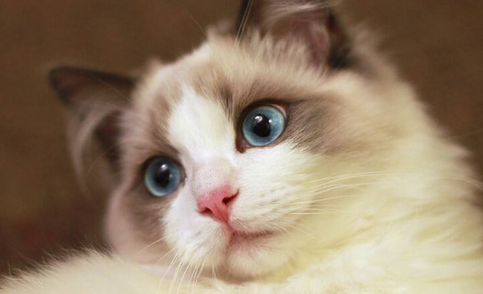 布偶猫需要关笼子养吗 布偶猫最好不要关笼子养