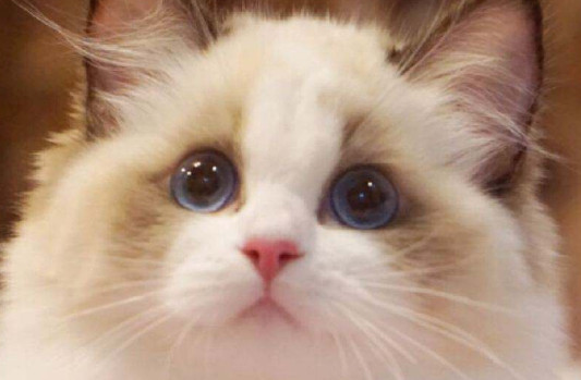 布偶猫可以吃香蕉吗 布偶猫可以吃香蕉