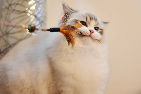 布偶猫一定要和人睡吗 布偶猫不用和人一起睡