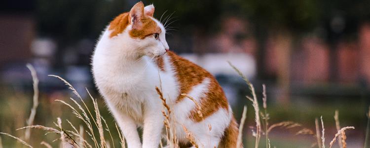 三个月大的幼猫能不能吃鸡肝 三个月的猫可以吃鸡肝么