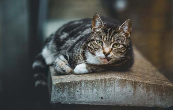 狸花猫多大才认主人 狸花猫认主人的时间