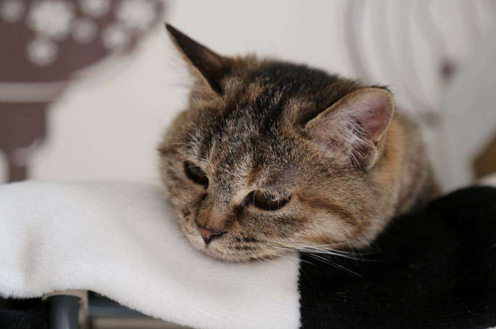 小狸花猫可以洗澡吗 小狸花猫可以洗澡