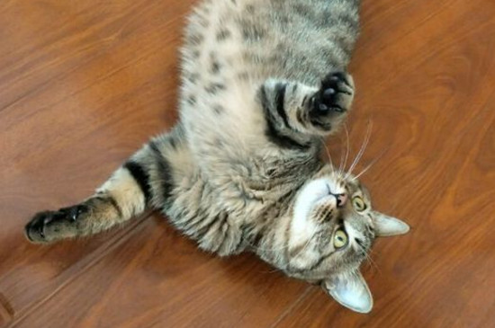 狸花猫吃米饭吗 狸花猫可以吃米饭