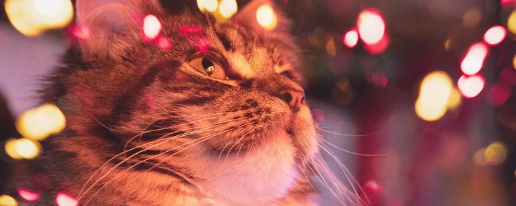 猫吃鸡肝好不好 怀孕的猫吃鸡肝好不好