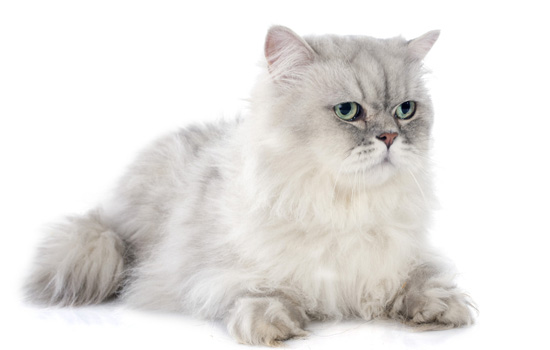 喂小猫喝奶的正确姿势 喂幼猫喝奶的正确姿势