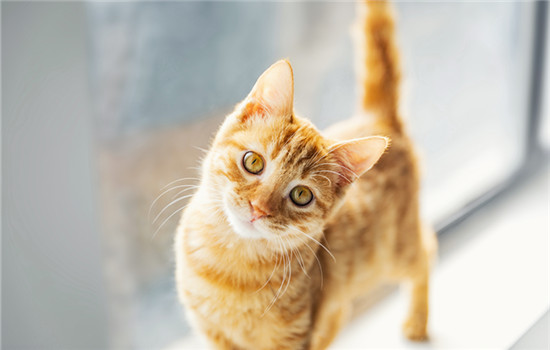 小猫几个月性格才稳定 小猫在6～7个月大性格才稳定