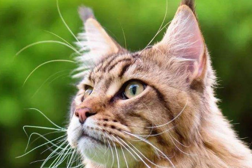 缅因猫认主人吗 缅因猫是认主人的