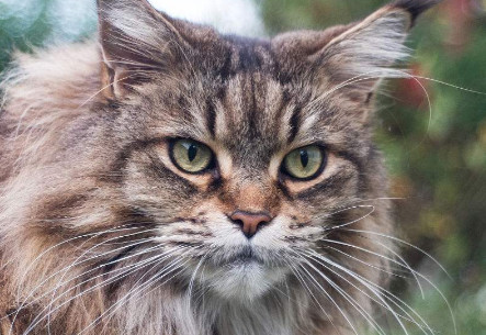 缅因猫什么时候成年 缅因猫一岁左右成年