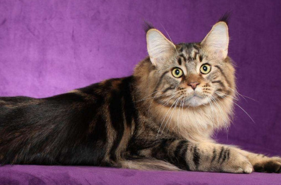 怎样挑选缅因猫 挑选缅因猫的方法