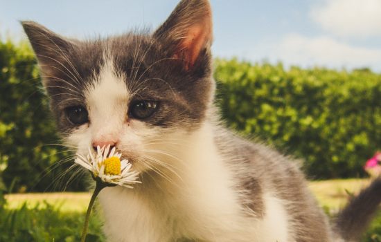 猫草的种子是什么种子 猫草的种子是什么样子