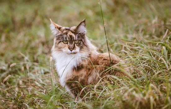 猫草能不能天天给猫吃 猫草天天给猫吃会怎么样