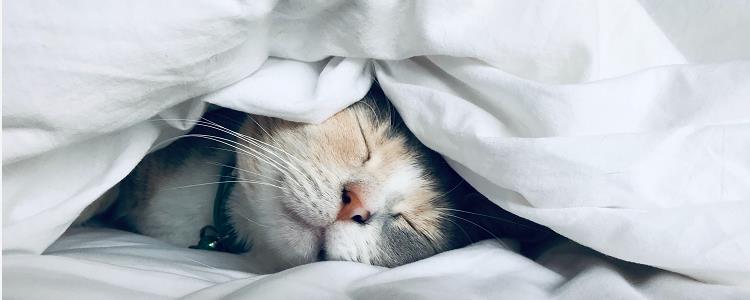 猫草能代替化毛膏吗 猫草能化毛膏吗