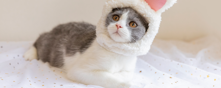 猫草可以和猫粮一起吃吗 猫草可以和猫粮混一起吗