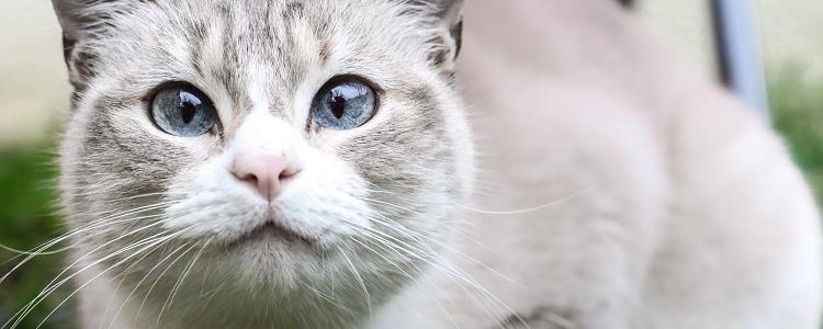 猫草可以拌猫罐头吗 猫草可以和猫罐头一起喂吗
